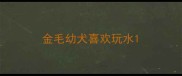 金毛幼犬喜欢玩水