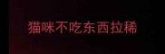 猫咪不吃东西拉稀