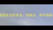拉布拉多杜高混血犬培育全优缺点养护指南与市场前景