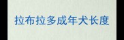 拉布拉多成年犬长度