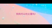 狗狗可以吃红薯吗