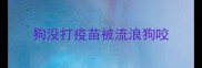 狗没打疫苗被流浪狗咬
