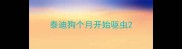 泰迪狗个月开始驱虫