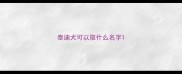 泰迪犬可以取什么名字