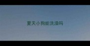 夏天小狗能洗澡吗