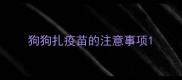 狗狗扎疫苗的注意事项