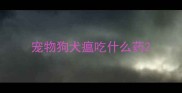 宠物狗犬瘟吃什么药