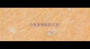 乌龟宠物医院北京