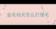 金毛幼犬怎么打理毛