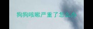 狗狗咳嗽严重了怎么办