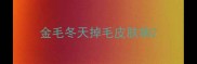 金毛冬天掉毛皮肤病
