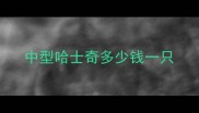 中型哈士奇多少钱一只