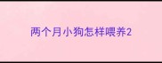 两个月小狗怎样喂养