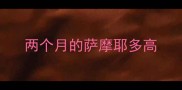 两个月的萨摩耶多高