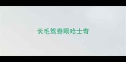 长毛鸳鸯眼哈士奇