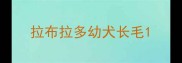拉布拉多幼犬长毛