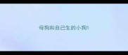 母狗和自己生的小狗