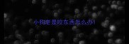 小狗老是咬东西怎么办