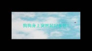 狗狗身上突然起好多包