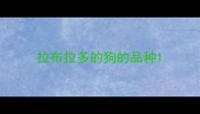 拉布拉多的狗的品种