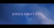 拉布拉多犬胸白下巴白