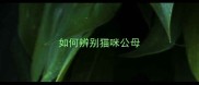 如何辨别猫咪公母