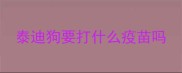 泰迪狗要打什么疫苗吗