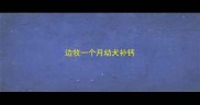 边牧一个月幼犬补钙