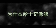 为什么哈士奇像狼