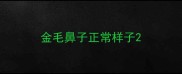 金毛鼻子正常样子