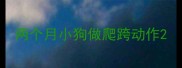 两个月小狗做爬跨动作