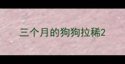 三个月的狗狗拉稀