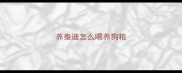 养泰迪怎么喂养狗粮