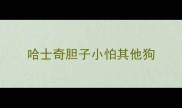 哈士奇胆子小怕其他狗