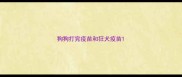 狗狗打完疫苗和狂犬疫苗