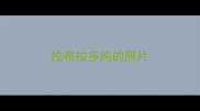 拉布拉多纯的照片