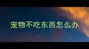 宠物不吃东西怎么办