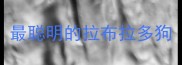 最聪明的拉布拉多狗