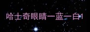 哈士奇眼睛一蓝一白