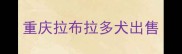 重庆拉布拉多犬出售