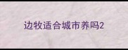 边牧适合城市养吗