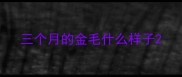 三个月的金毛什么样子