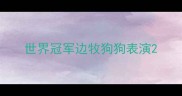 世界冠军边牧狗狗表演