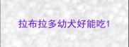 拉布拉多幼犬好能吃