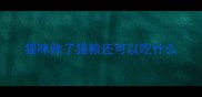 猫咪除了猫粮还可以吃什么