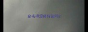 金毛得湿疹传染吗