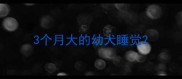 3个月大的幼犬睡觉
