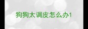 狗狗太调皮怎么办
