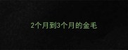2个月到3个月的金毛
