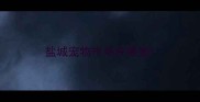 盐城宠物市场在哪里